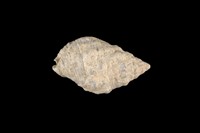 藏品(小白結螺)的圖片